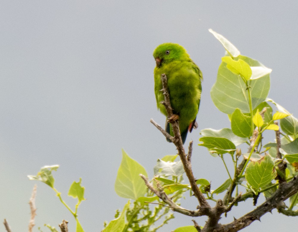 ML613464297 - Yellow-throated Hanging-Parrot - Macaulay Library