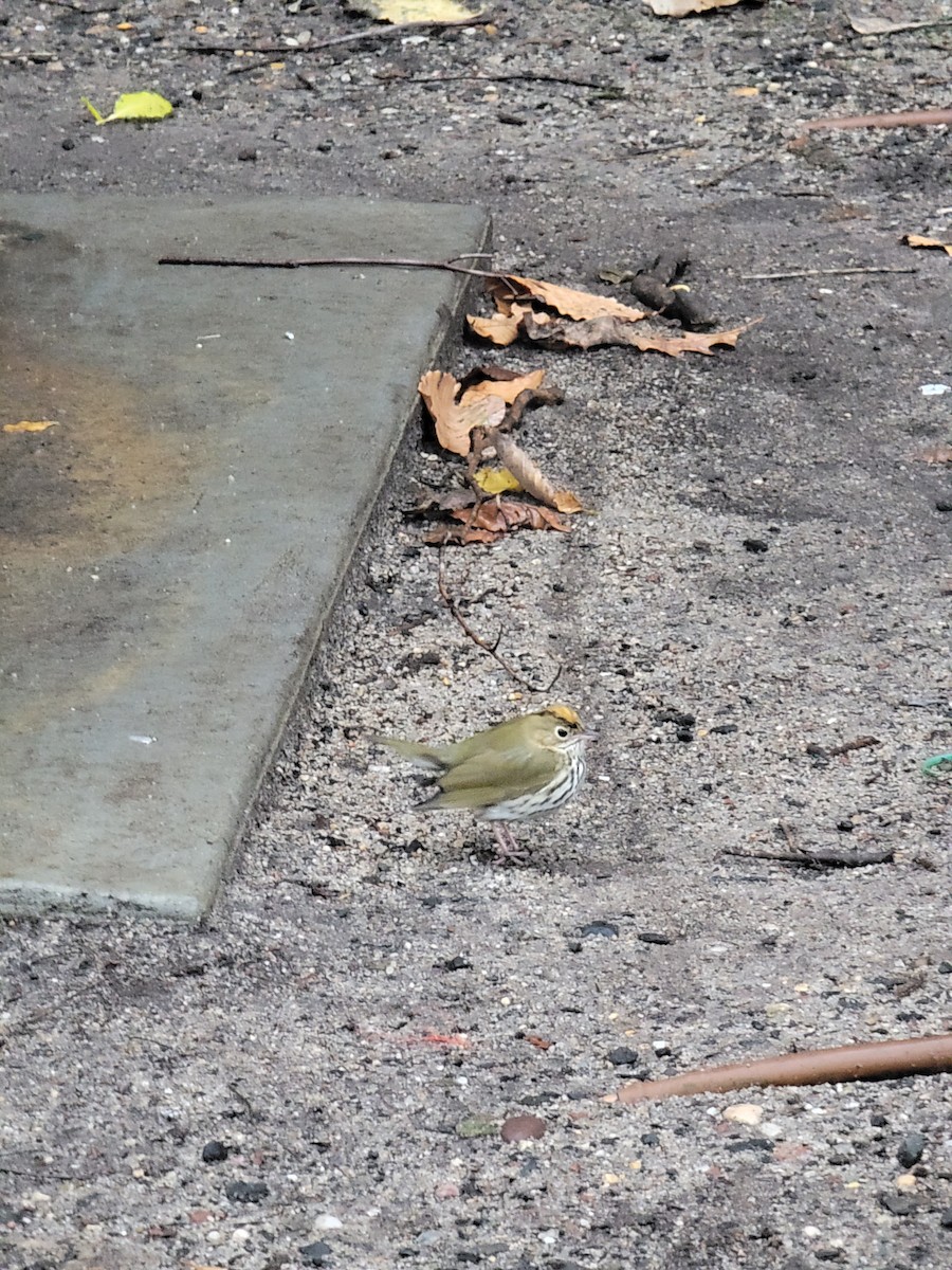 Ovenbird - ML613464337