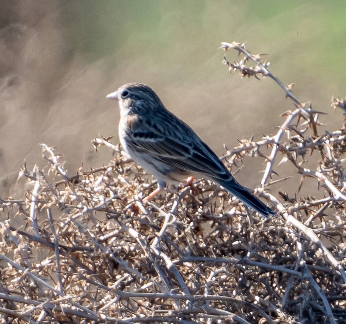 Vesper Sparrow - ML613464354