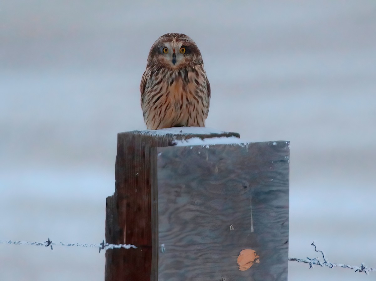 Short-eared Owl - Mark  Ludwick