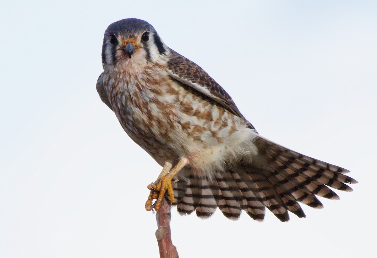 American Kestrel - ML613464372