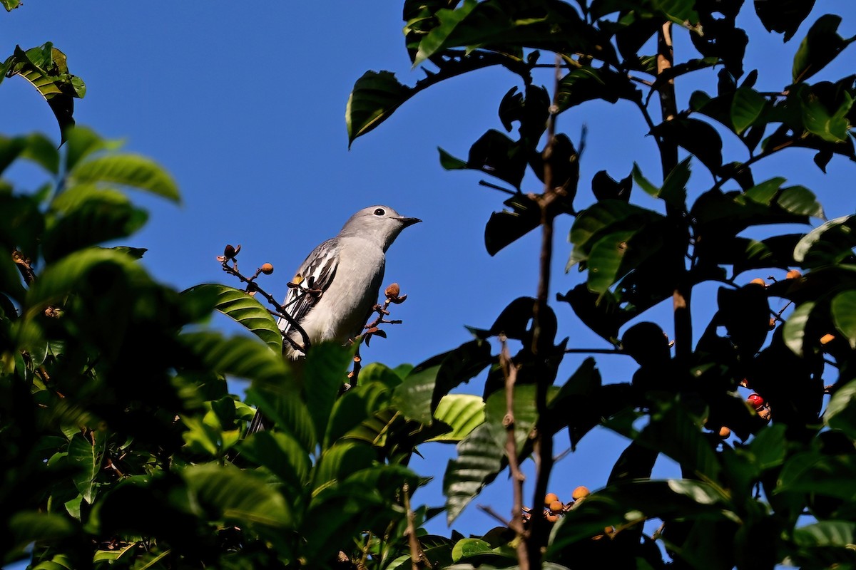 Black-tipped Cotinga - ML613464376