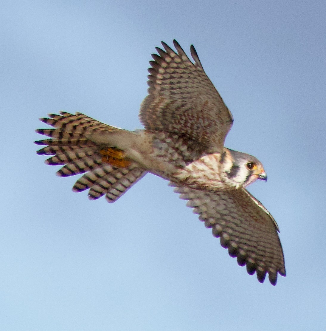 American Kestrel - ML613464378