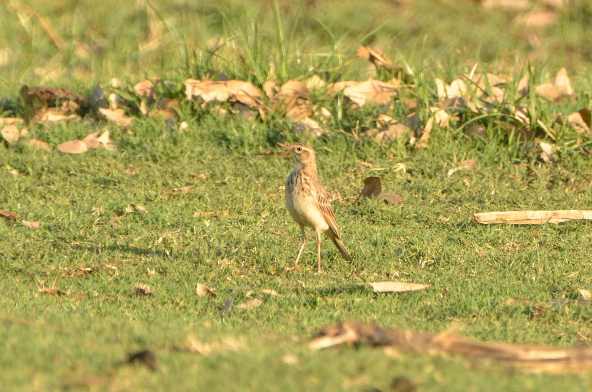 African Pipit - ML613464391