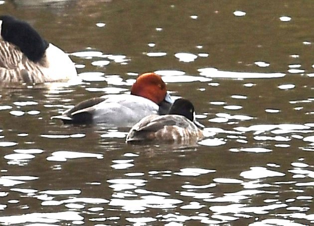 Fuligule à tête rouge - ML613464426