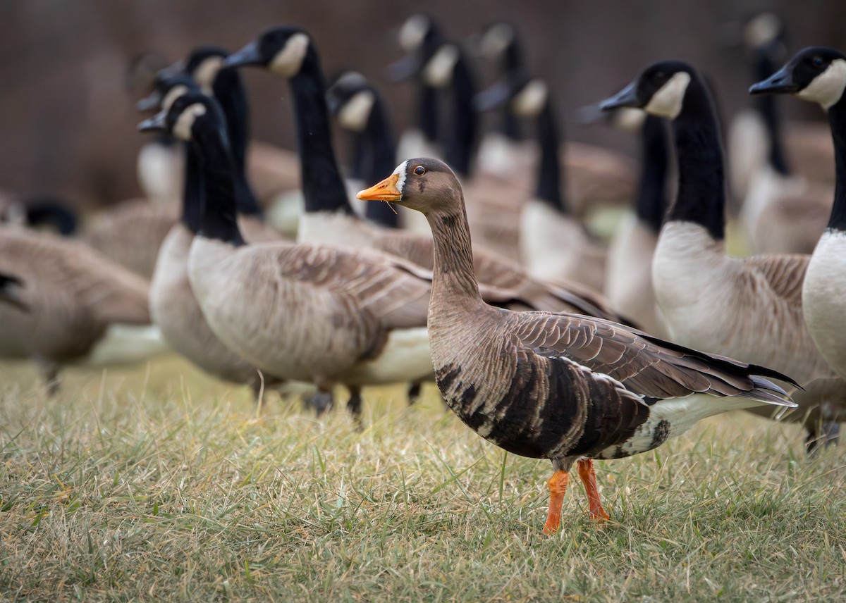 Greater White-fronted Goose - Juan Melli