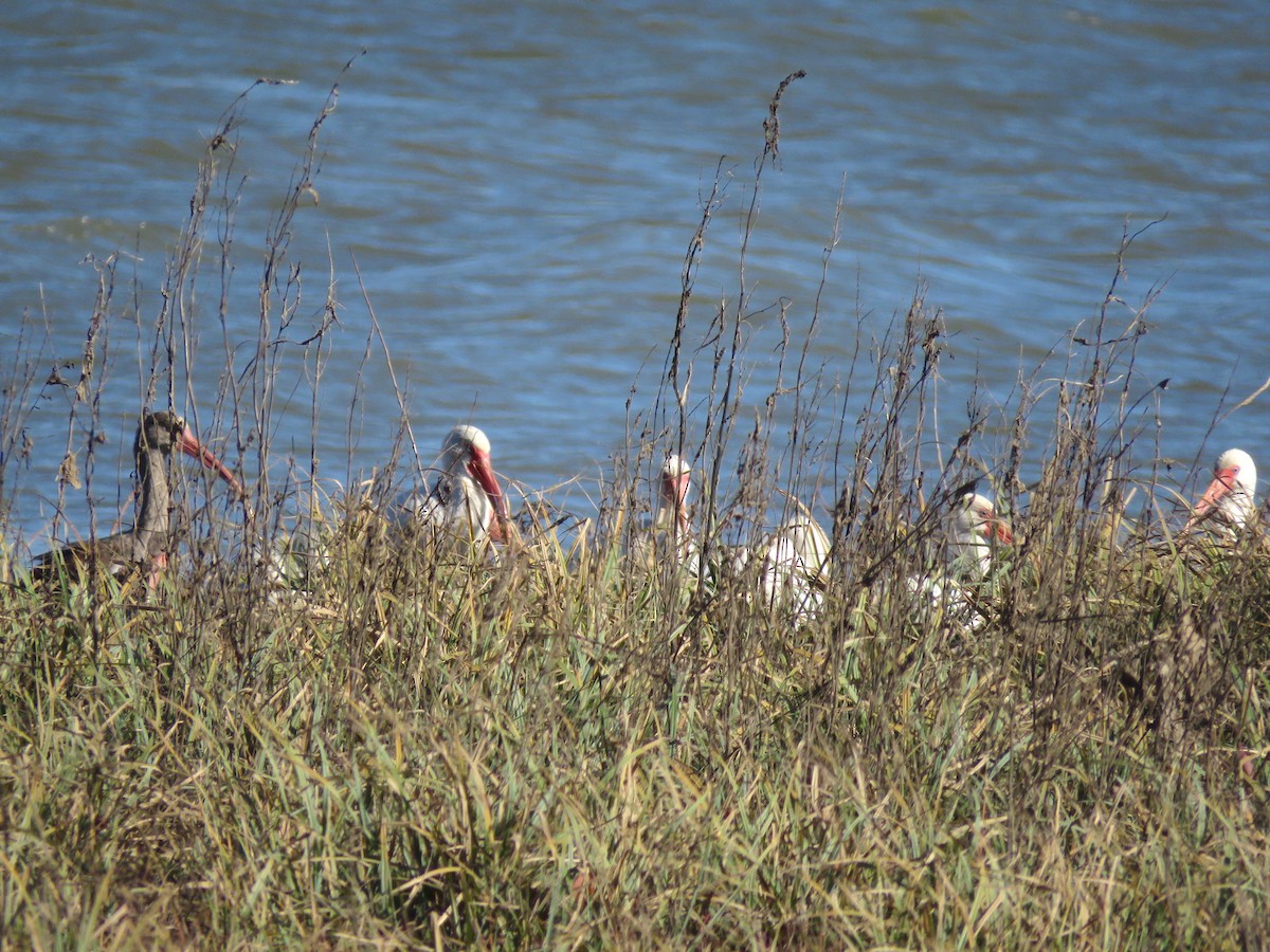 White Ibis - ML613464550