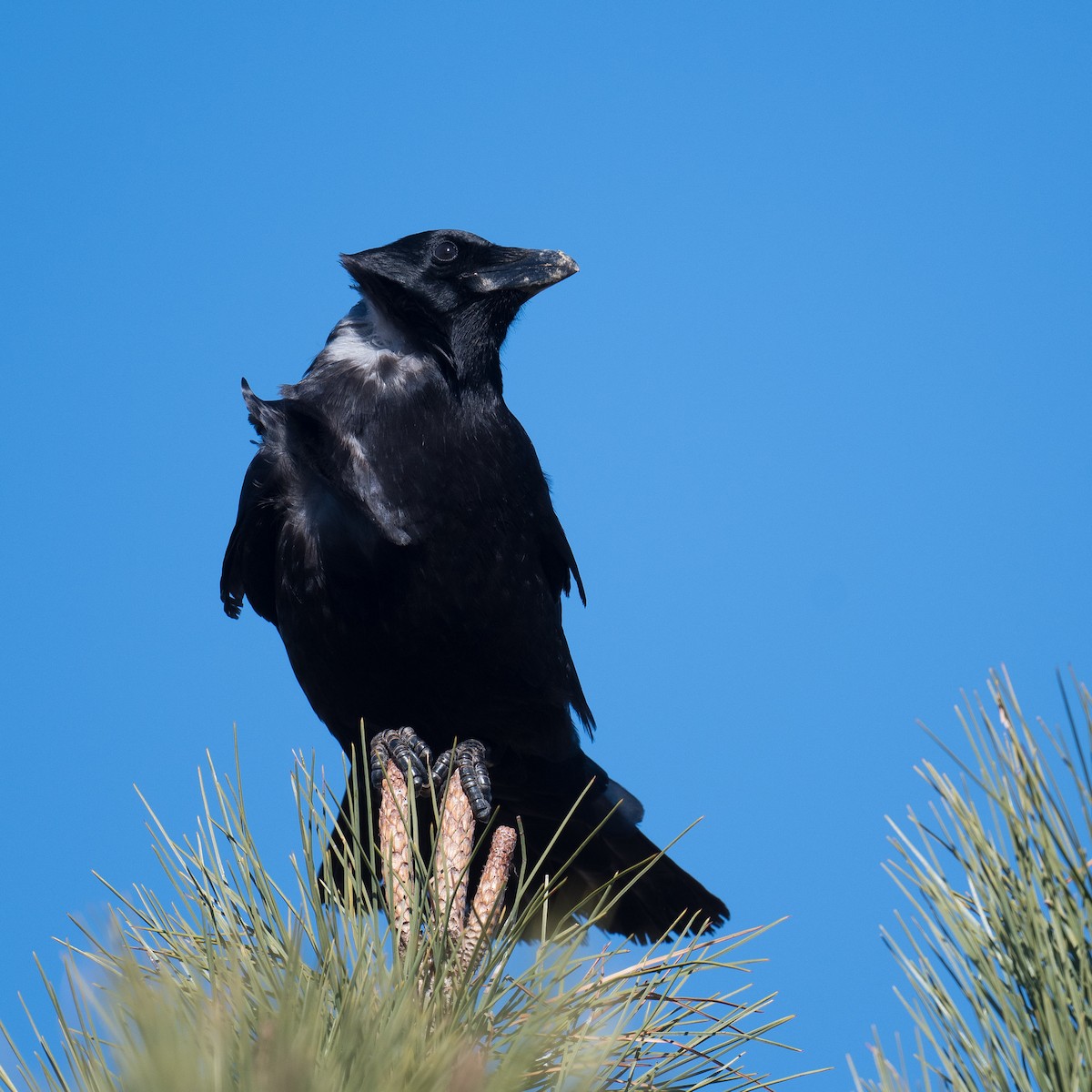 American Crow - ML613464632