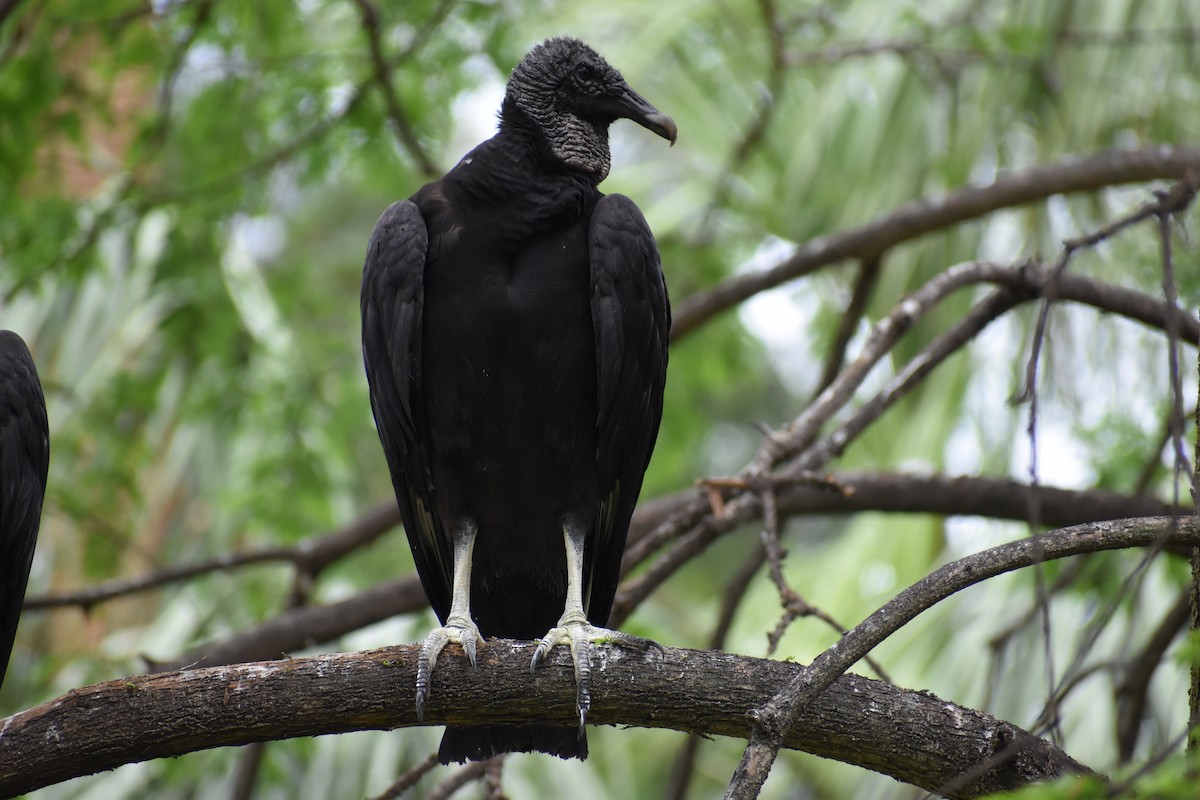 Black Vulture - ML613464723