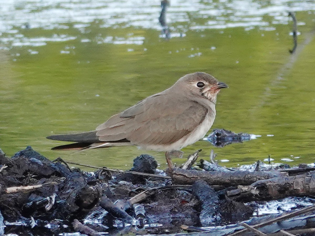 Oriental Pratincole - Barry Reed