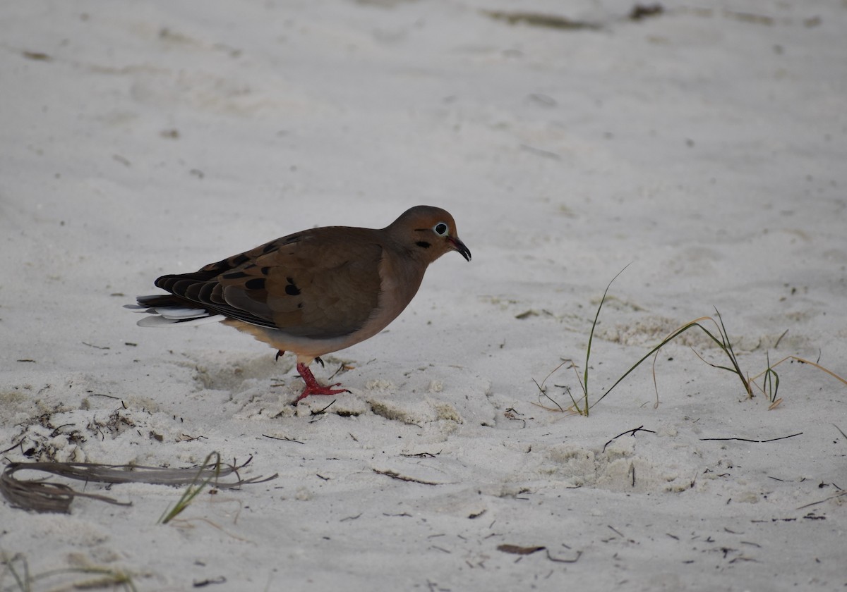 Mourning Dove - ML613464786