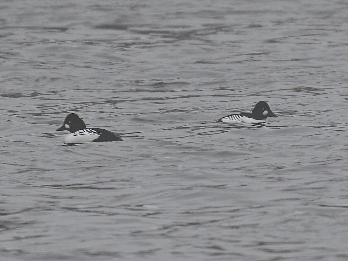 Hybride Garrot à oeil d'or x G. d'Islande - ML613464927