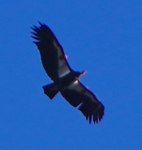 Condor de Californie - ML613464962