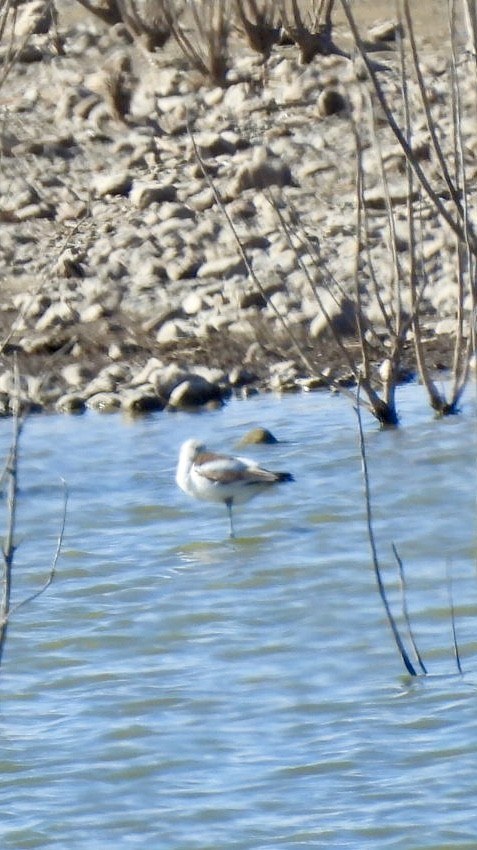 American Avocet - Christopher Daniels