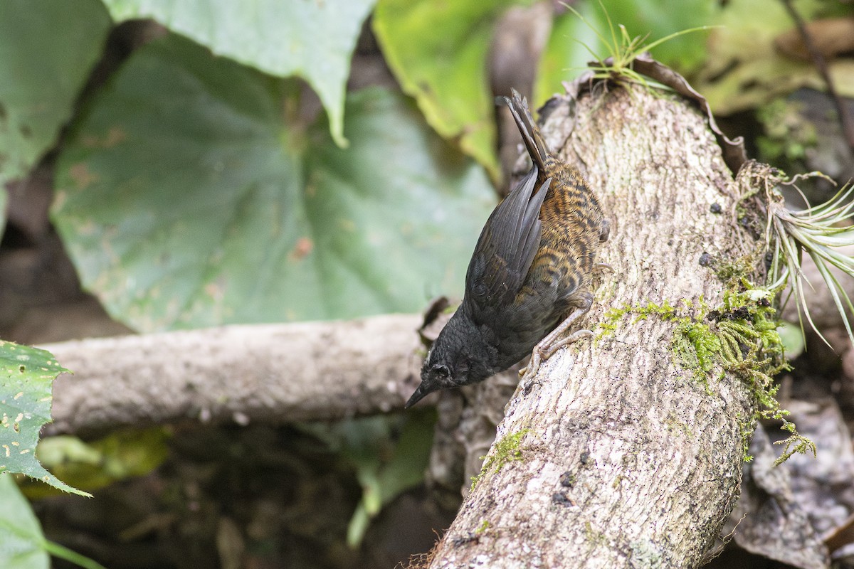 Santa-Marta-Tapaculo - ML613464981