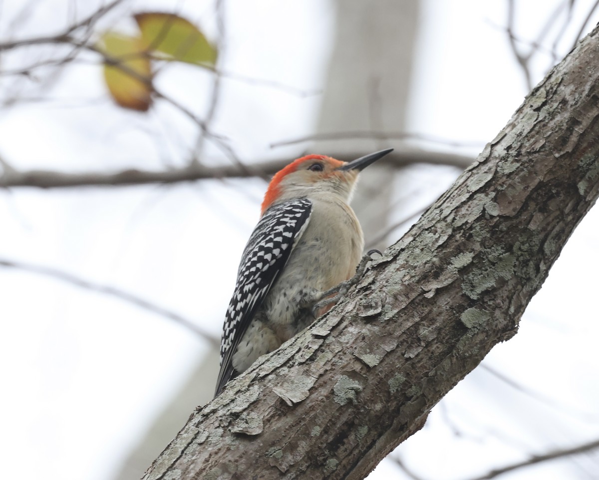 Red-bellied Woodpecker - ML613465055