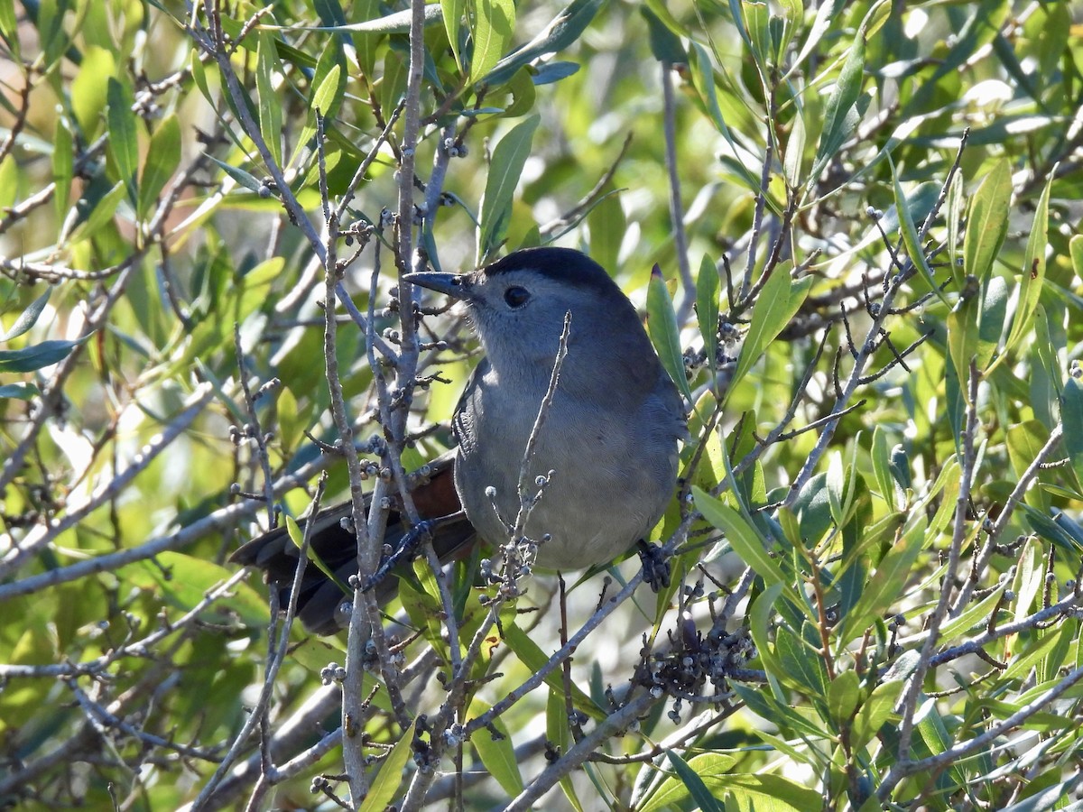 Gray Catbird - ML613465194