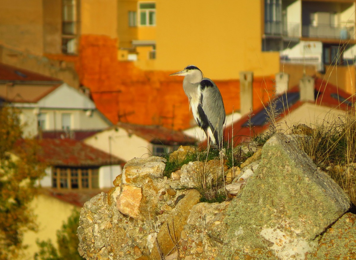 Gray Heron - Víctor Salvador Vilariño