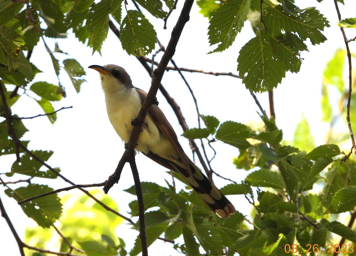 Yellow-billed Cuckoo - Bob Anderson