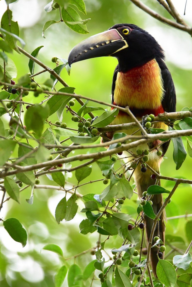 Collared Aracari - ML613465344