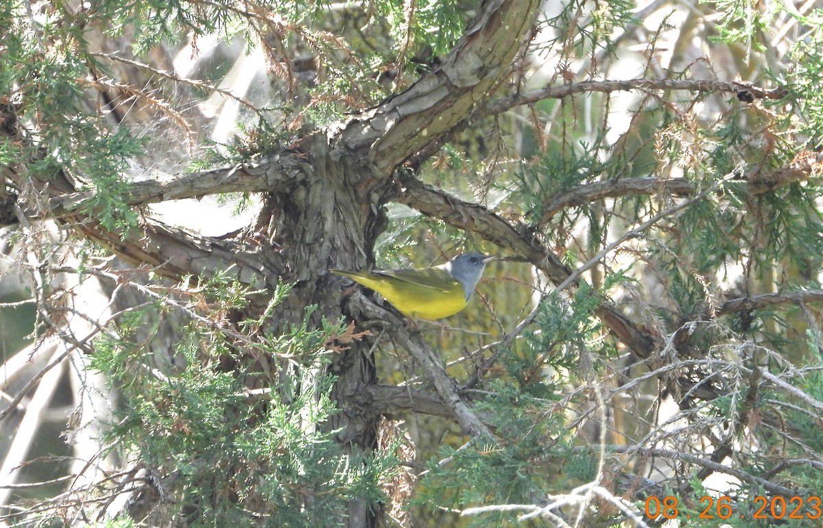 Mourning Warbler - Bob Anderson