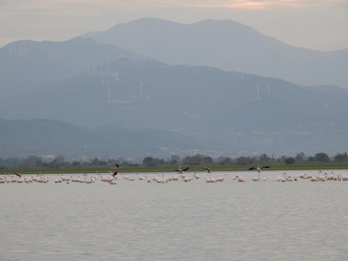 Greater Flamingo - oren baum