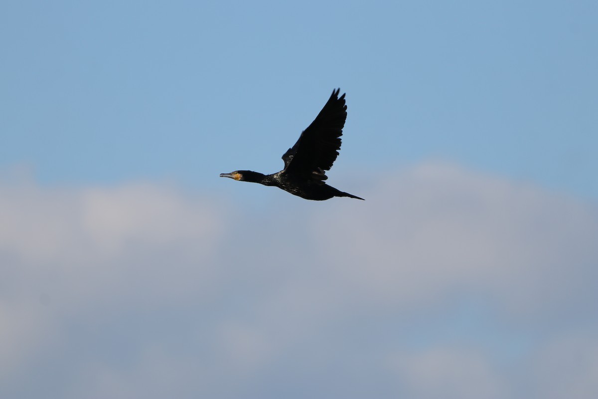 Great Cormorant - ML613465476