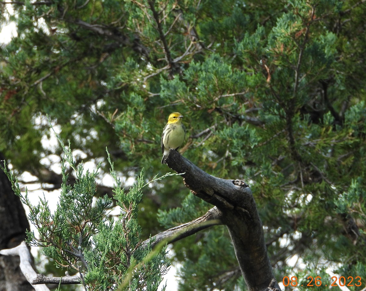 Black-throated Green Warbler - ML613465503