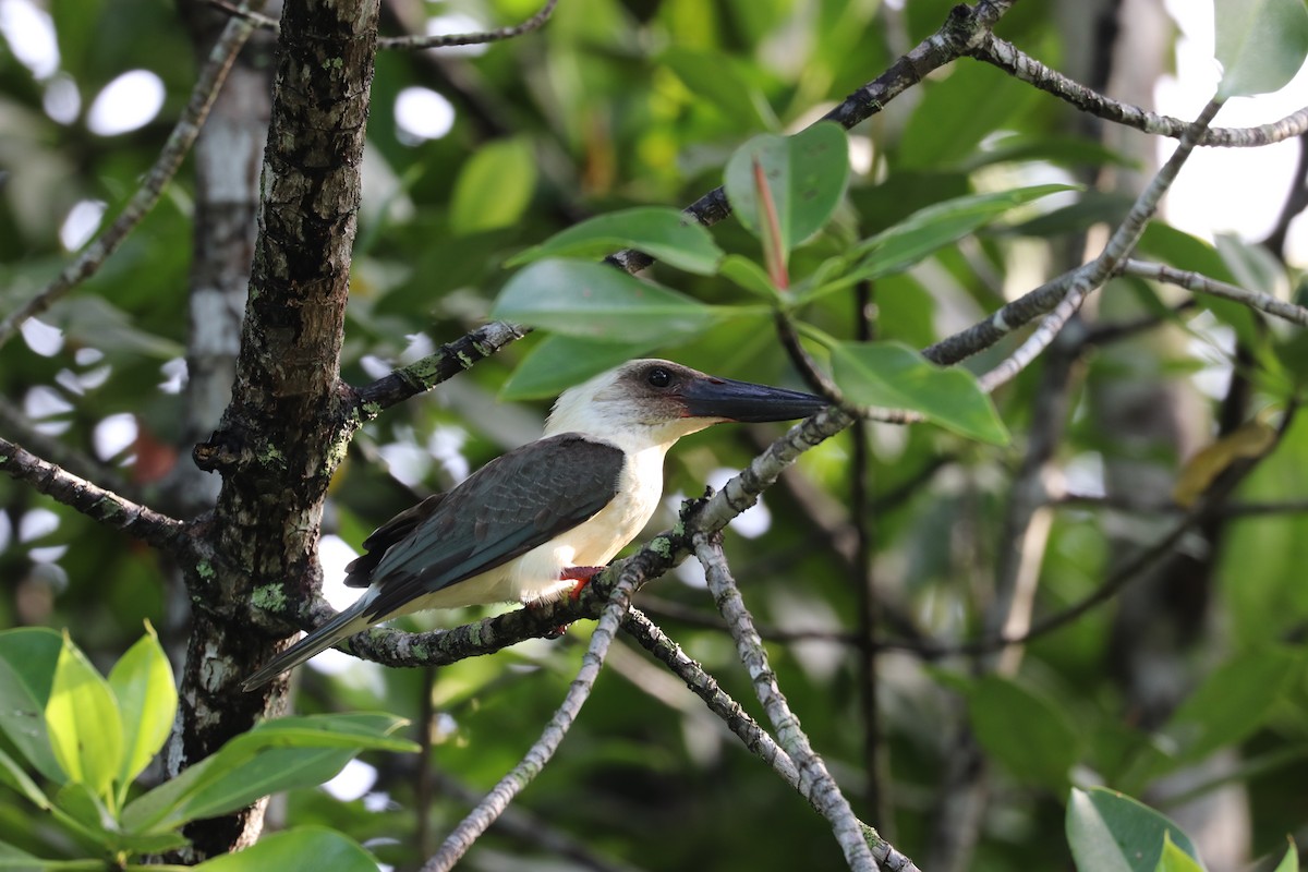 Great-billed Kingfisher - ML613465551