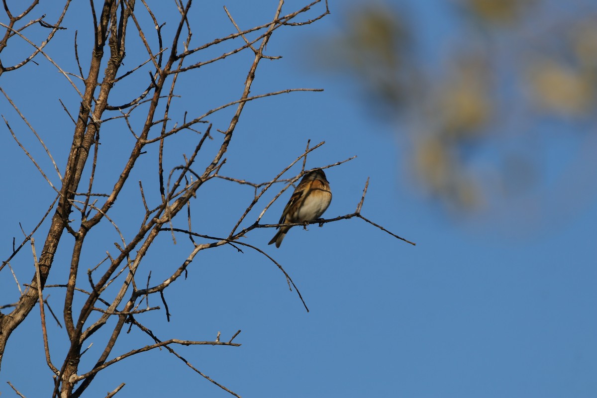 Brambling - ML613465625