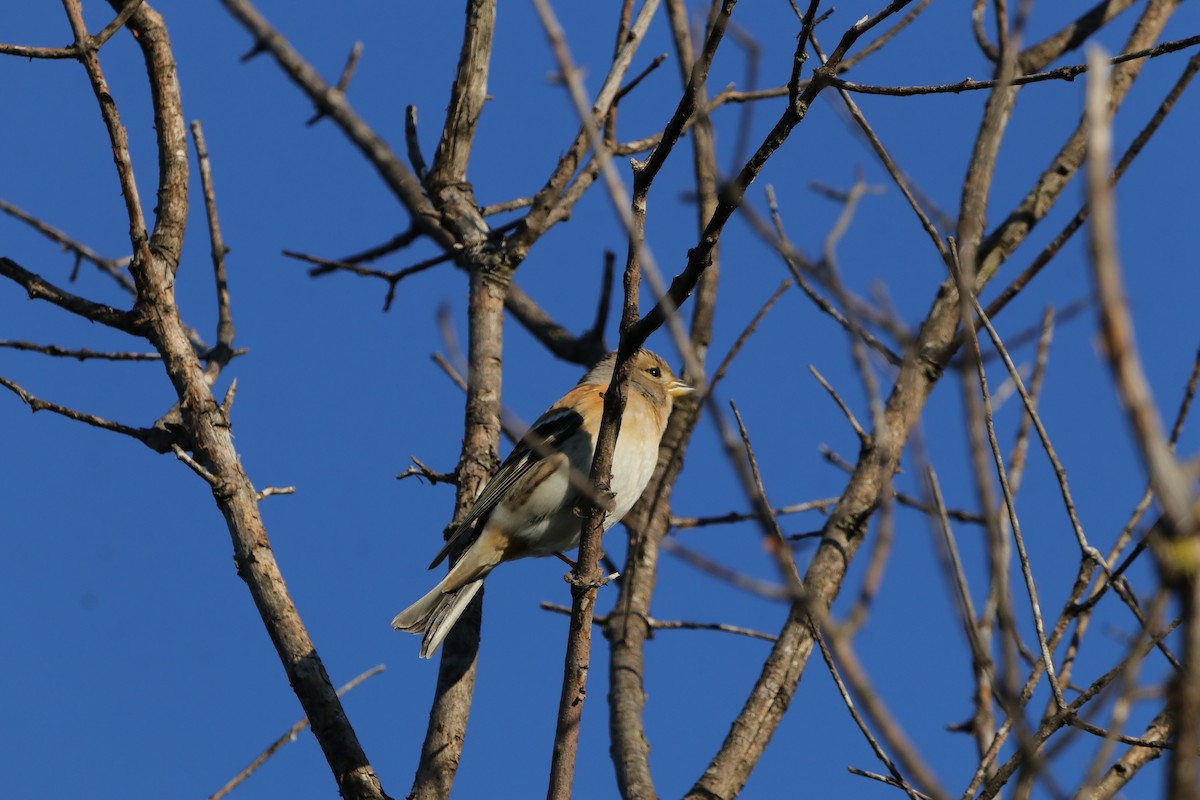 Brambling - ML613465629