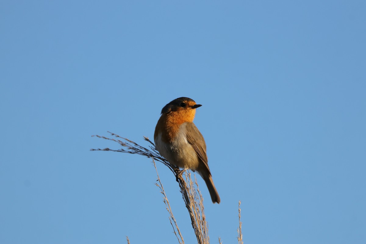 European Robin - ML613465661