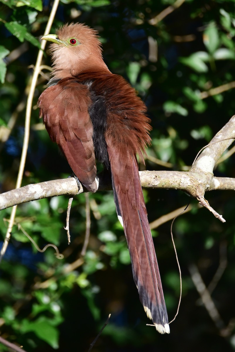 Squirrel Cuckoo - ML613465670