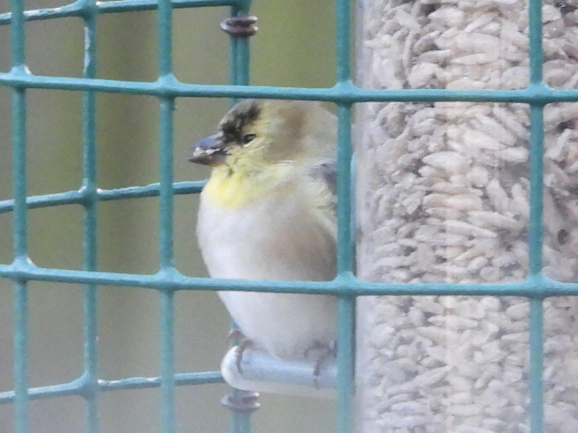 American Goldfinch - Karen & Tom Beatty