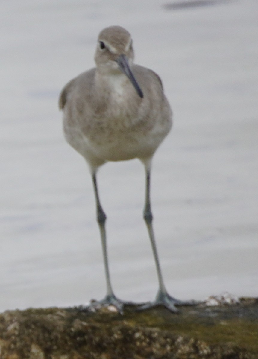 Willet - ML613465871