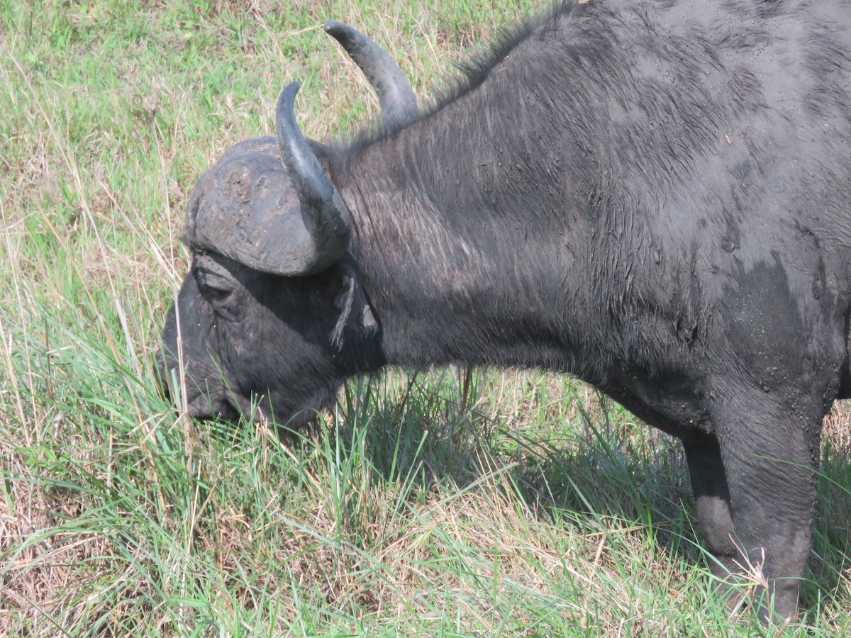 Red-billed Oxpecker - ML613465929