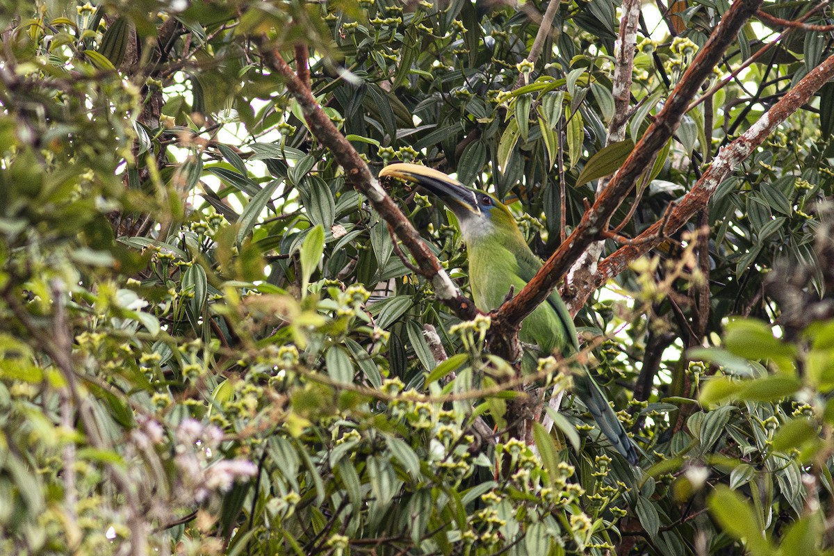 Toucanet à bec sillonné - ML613465942