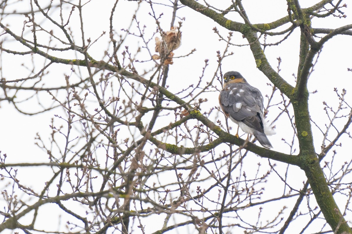 Морин харцага - ML613465965