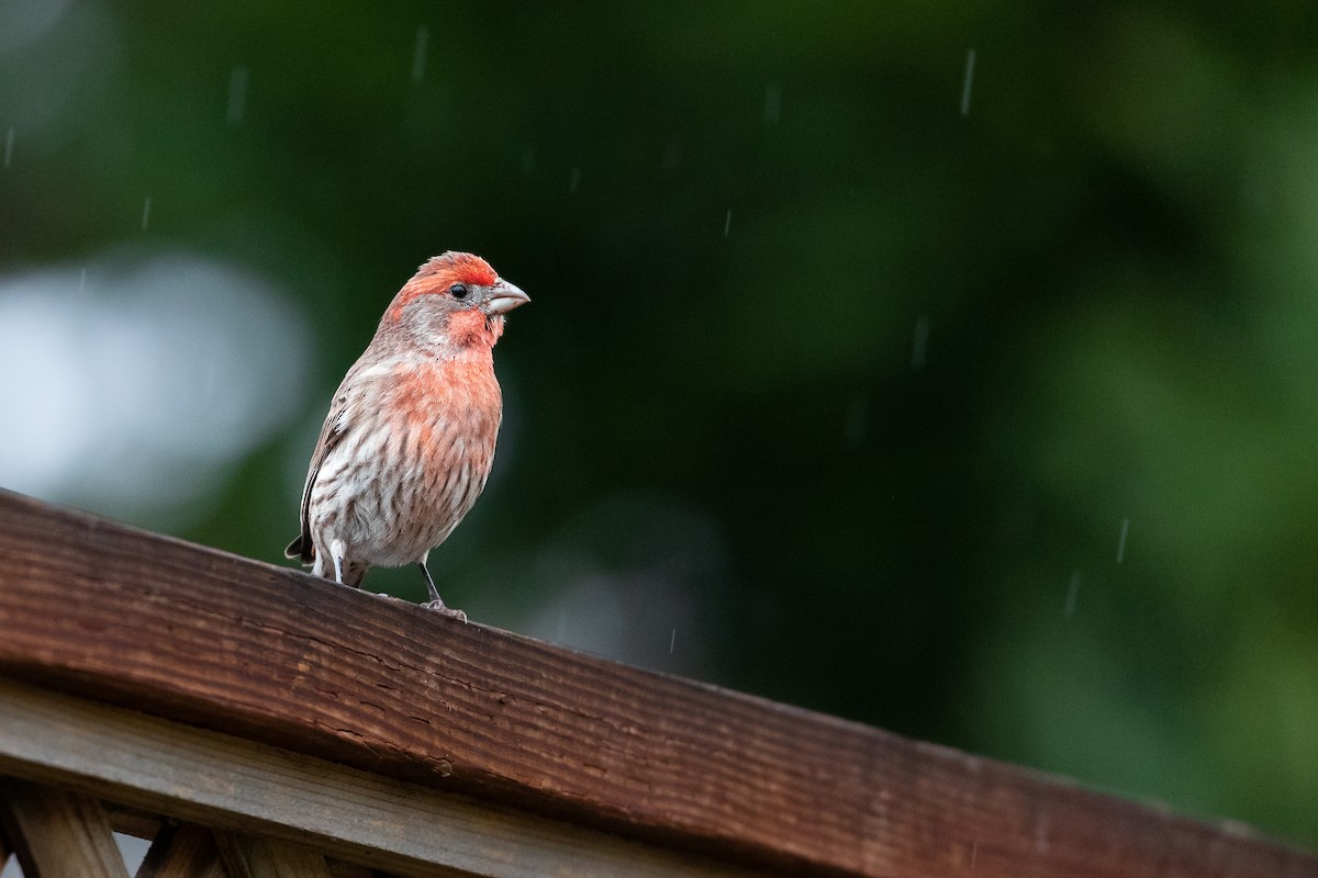 House Finch (Common) - Michael Long