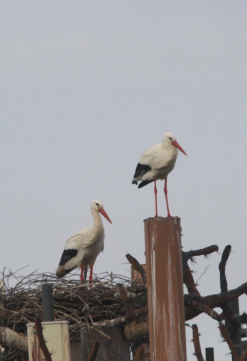White Stork - Nelson Fonseca