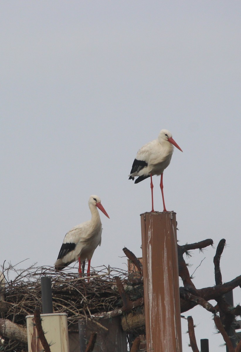 Weißstorch - ML613465994