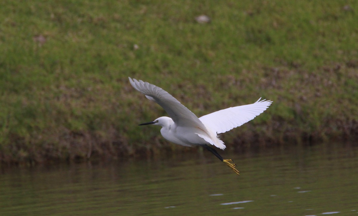 Little Egret - ML613466049