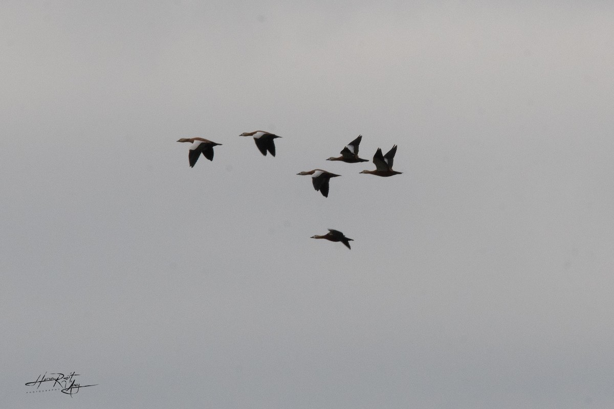 Ruddy Shelduck - ML613466169