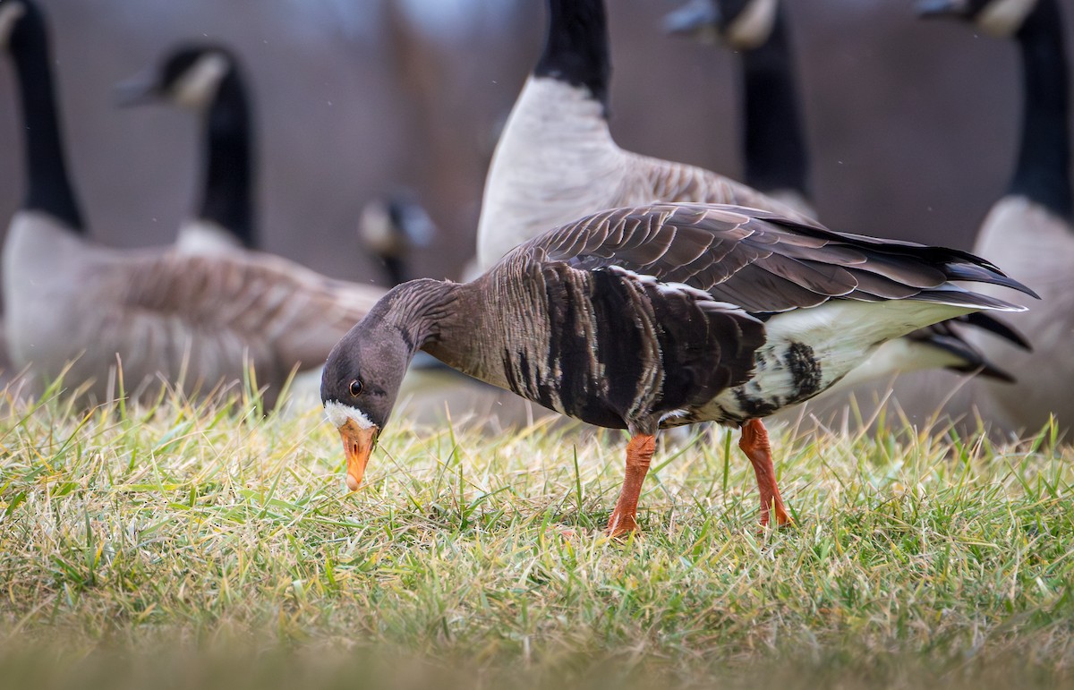 Greater White-fronted Goose - ML613466178