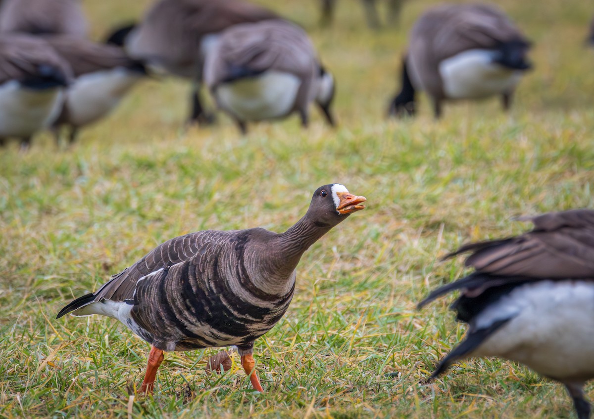 Greater White-fronted Goose - ML613466179