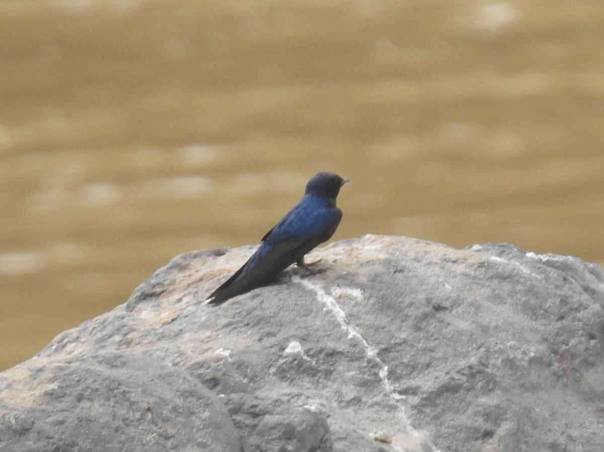 White-throated Blue Swallow - David Cristóbal Huertas