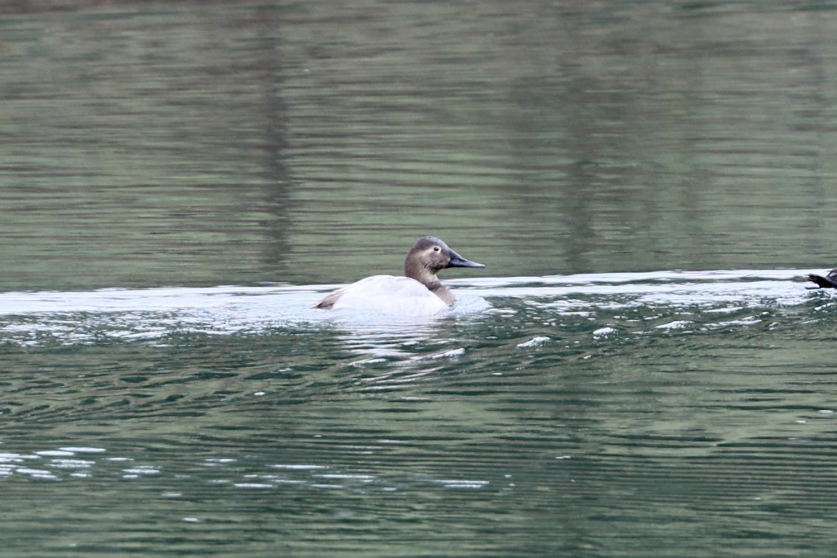 Canvasback - ML613466247