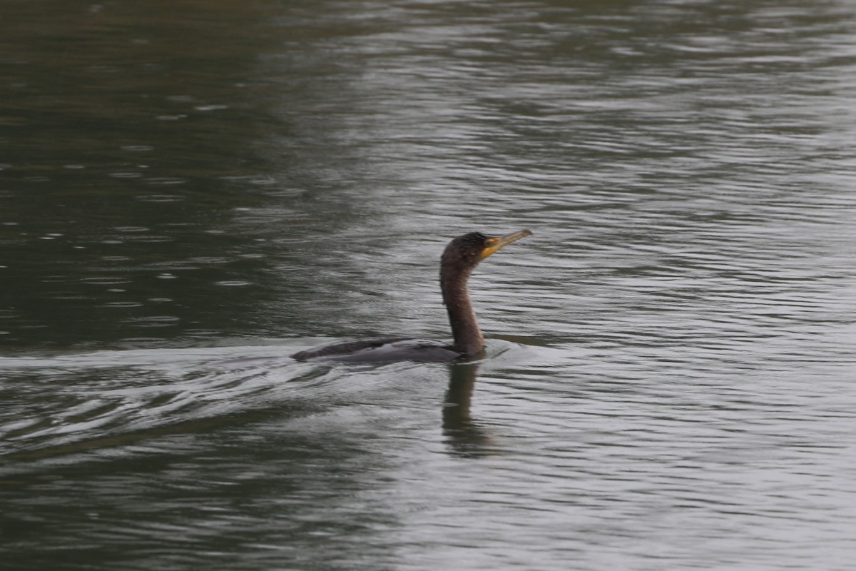 Cormoran à aigrettes - ML613466270