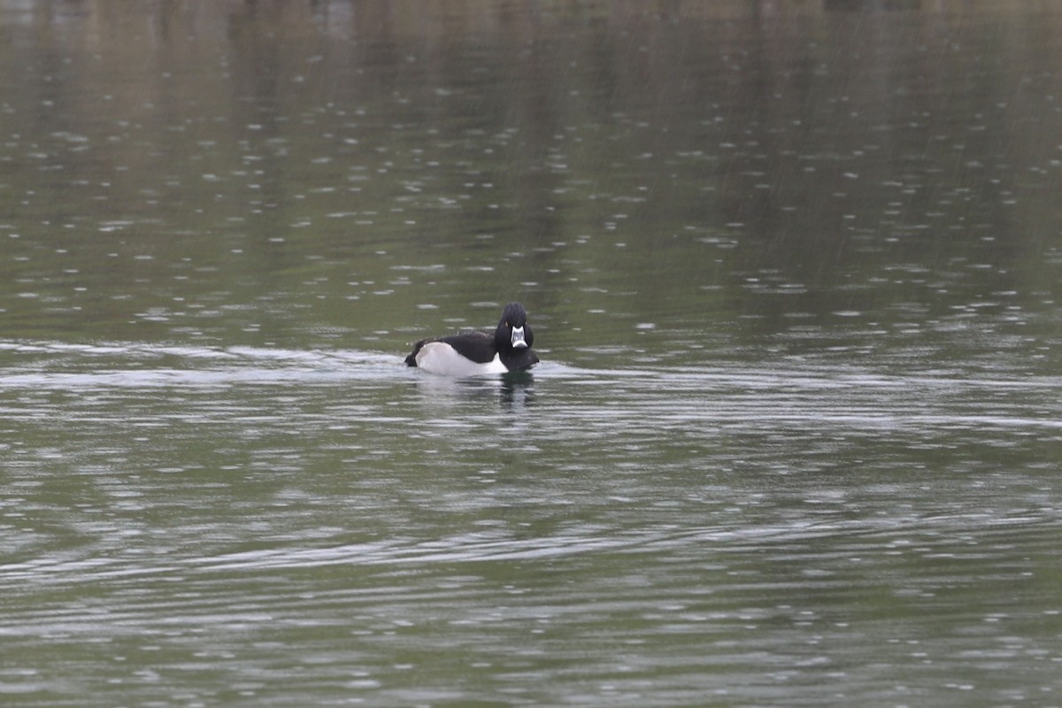 Ring-necked Duck - Roger Woodruff