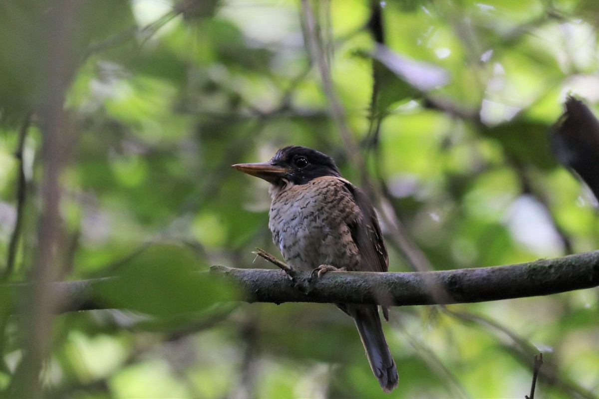 Scaly-breasted Kingfisher - ML613466323